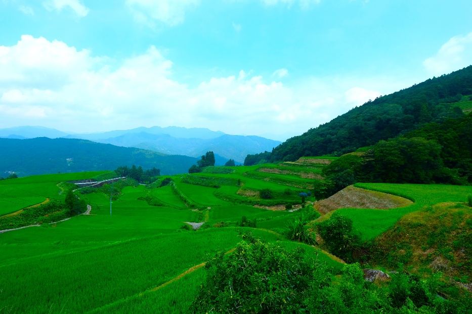 Terraced rice fields, Kochi Prefecture